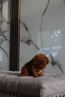 Toffee the Teacup Poodle , a male Poodle - Toy  for sale in Portland, OR – Photo 4 of 4