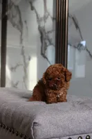 Toffee the Teacup Poodle , a male Poodle - Toy  for sale in Portland, OR – Photo 2 of 4