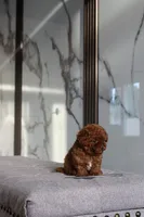 Toffee the Teacup Poodle , a male Poodle - Toy  for sale in Portland, OR – Photo 3 of 4