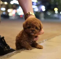 Ttori the Teacup Poodle , a female Poodle - Toy  for sale in Portland, OR – 5 of 5