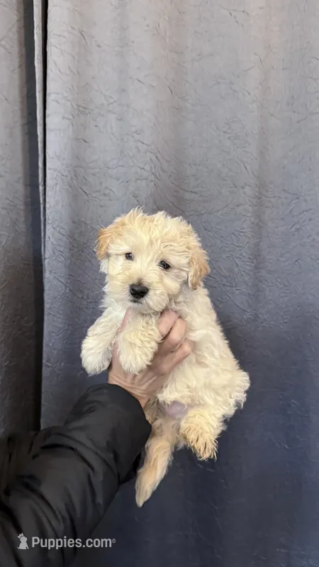 Maltipoo Boy Puppy – Maltipoo puppy for sale in Portland, OR