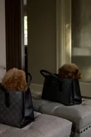 Toto the Teacup Poodle Male , a male Poodle - Toy  for sale in Portland, OR – 5 of 6