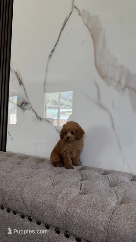 Teacup Poodle Boy – Poodle - Toy  puppy for sale in Portland, OR