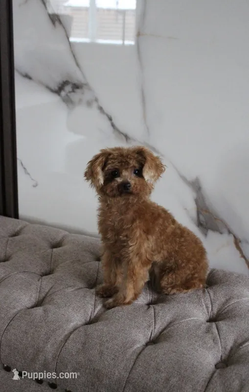 Premium Teacup Poodle – Poodle - Toy  puppy for sale in Portland, OR