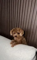 Premium Teacup Poodle, a female Poodle - Toy  for sale in Portland, OR – 2 of 5