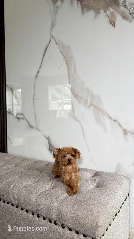 Premium Teacup Poodle