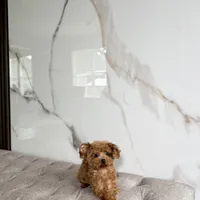 Premium Teacup Poodle, a female Poodle - Toy  for sale in Portland, OR – Photo 1 of 3