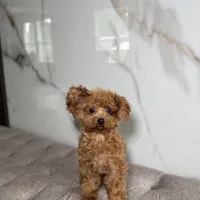 Premium Teacup Poodle, a female Poodle - Toy  for sale in Portland, OR – Photo 3 of 3