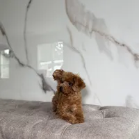 Premium Teacup Poodle, a female Poodle - Toy  for sale in Portland, OR – Photo 2 of 3