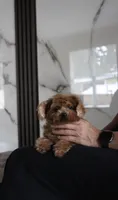 Premium Teacup Poodle, a female Poodle - Toy  for sale in Portland, OR – 4 of 5