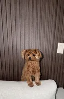 Premium Teacup Poodle, a female Poodle - Toy  for sale in Portland, OR – 3 of 5