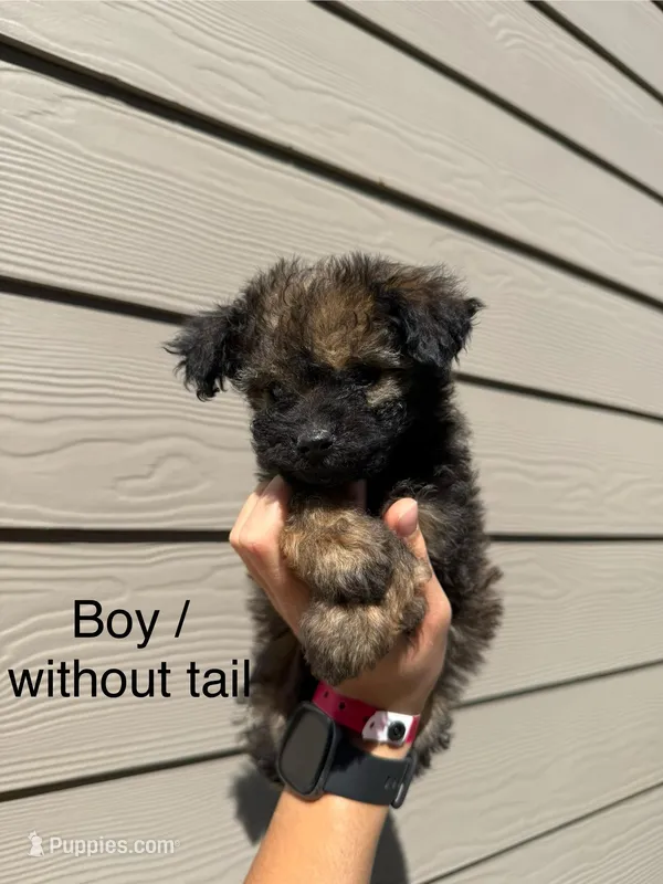 Pomapoo Boy Puppy  – Pomapoo puppy for sale in Portland, OR
