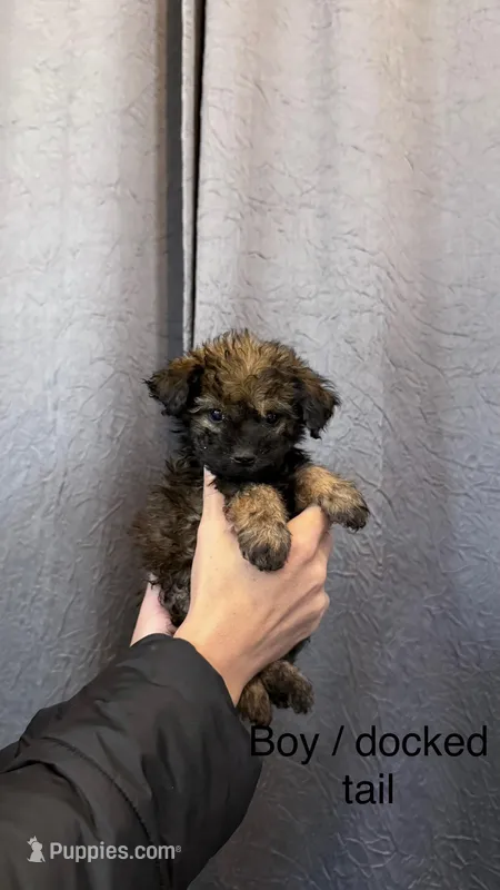 Pomapoo Boy Puppy , a male Pomapoo for sale in Portland, OR – Photo 1 of 1