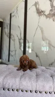 Coco, a male Poodle - Toy  for sale in Portland, OR – 2 of 3