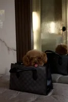 Toto the Teacup Poodle Male , a male Poodle - Toy  for sale in Portland, OR – 6 of 6