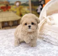 Geo - Teacup Maltipoo , a female Maltipoo for sale in Portland, OR – 5 of 5
