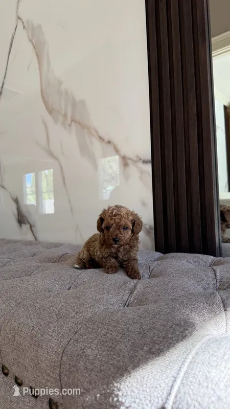 Teacup Poodle Boy  – Poodle - Toy  puppy for sale in Portland, OR