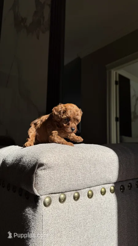 Teacup Poodle Girl  – Poodle - Toy  puppy for sale in Portland, OR