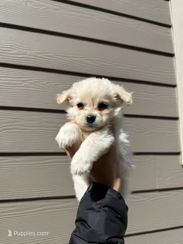 Pomapoo Puppy – Pomapoo puppy for sale in Portland, OR