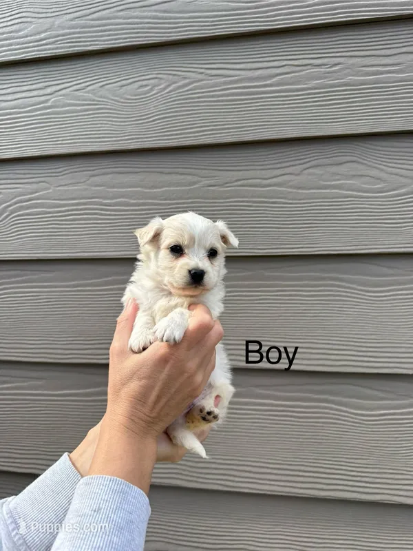 Pomapoo Puppy – Pomapoo puppy for sale in Portland, OR