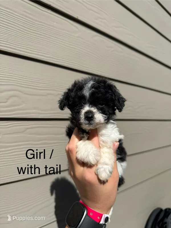 Pomapoo Girl Puppy  – Pomapoo puppy for sale in Portland, OR
