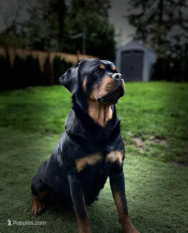 Roxy the Rottweiler  – Rottweiler puppy for sale in Portland, OR
