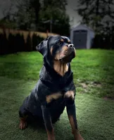Roxy the Rottweiler , a female Rottweiler for sale in Portland, OR – 1 of 4