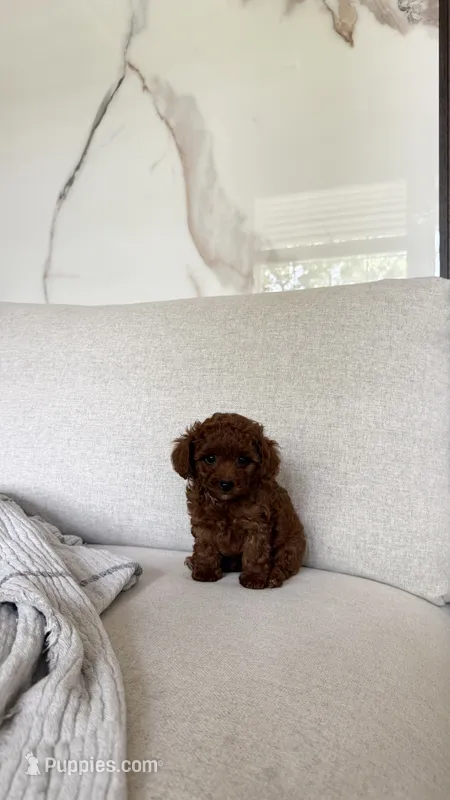 Teacup Poodle Boy – Poodle - Toy  puppy for sale in Portland, OR