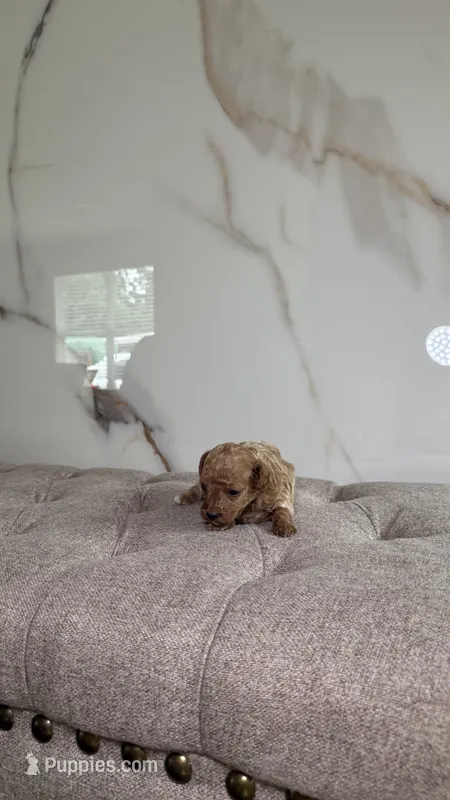 Teacup Poodle Boy  – Poodle - Toy  puppy for sale in Portland, OR