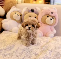Ageo - Teacup Maltipoo , a male Maltipoo for sale in Portland, OR – 3 of 4