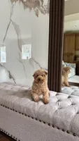 Mocha the Micro Poodle , a female Poodle - Toy  for sale in Portland, OR – 3 of 5