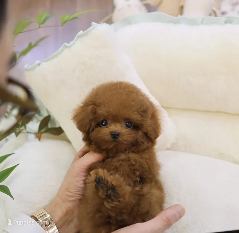 Roni the Teacup Poodle  – Poodle - Toy  puppy for sale in Portland, OR