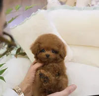 Roni the Teacup Poodle , a female Poodle - Toy  for sale in Portland, OR – 1 of 5