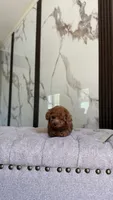 Nico, a male Poodle - Toy  for sale in Portland, OR – 3 of 3