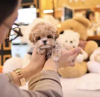 Ageo - Teacup Maltipoo , a male Maltipoo for sale in Portland, OR – 2 of 4