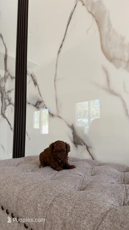 Teacup Poodle Boy – Poodle - Toy  puppy for sale in Portland, OR