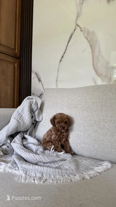 Teacup Poodle Boy  – Poodle - Toy  puppy for sale in Portland, OR