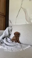 Teacup Poodle Boy , a male Poodle - Toy  for sale in Portland, OR – 1 of 1