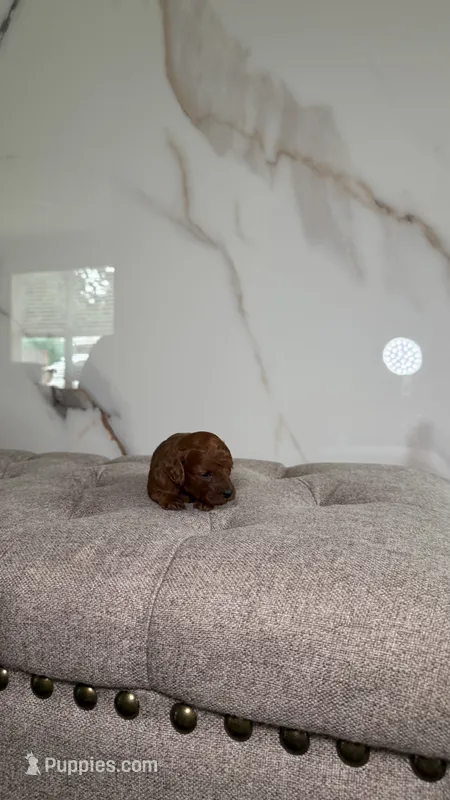 Teacup Poodle Girl  – Poodle - Toy  puppy for sale in Portland, OR