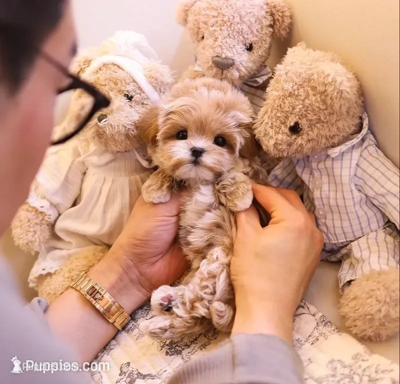 Ageo - Teacup Maltipoo  – Maltipoo puppy for sale in Portland, OR