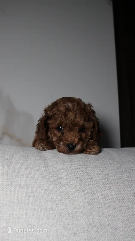 Teacup Poodle Puppy