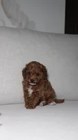 Teacup Poodle Puppy, a male Poodle - Toy  for sale in Portland, OR – Photo 2 of 5