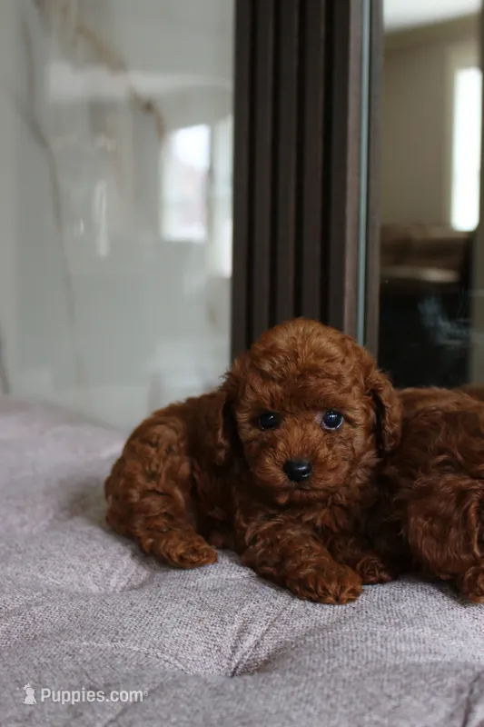 Coco – Poodle - Toy  puppy for sale in Portland, OR