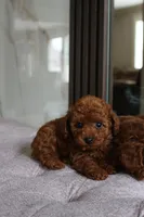 Coco, a male Poodle - Toy  for sale in Portland, OR – 1 of 1