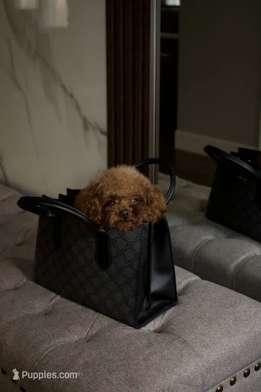 Toto the Teacup Poodle Male , a male Poodle - Toy  for sale in Portland, OR – 1 of 6