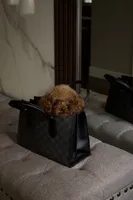 Toto the Teacup Poodle Male , a male Poodle - Toy  for sale in Portland, OR – 1 of 6