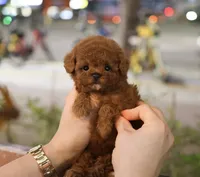 Ttori the Teacup Poodle , a female Poodle - Toy  for sale in Portland, OR – 2 of 5