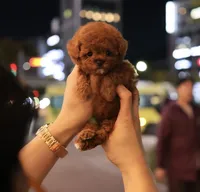 Ttori the Teacup Poodle , a female Poodle - Toy  for sale in Portland, OR – 4 of 5