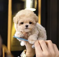 Geo - Teacup Maltipoo , a female Maltipoo for sale in Portland, OR – 2 of 5