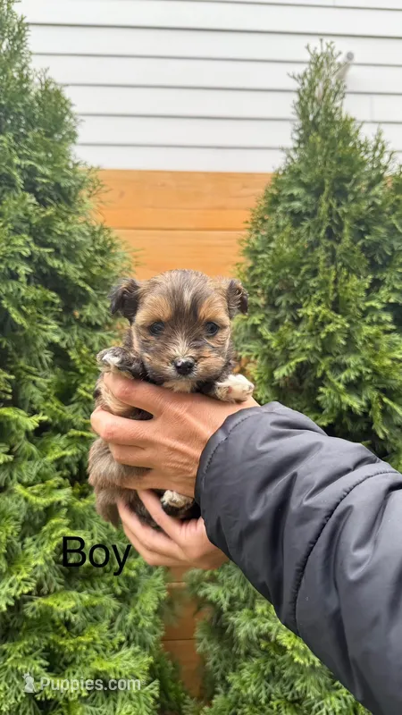 YorkiPoo Puppy – Yorkipoo puppy for sale in Portland, OR